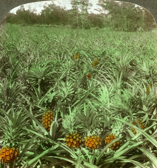 'Where the luscious pineapple grows', Florida, USA, 1896. Artist: Underwood & Underwood