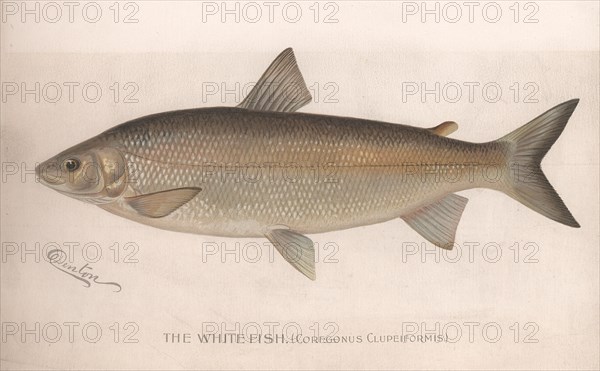 The White Fish (Coregonus Clupeiformis), c.1920s Artist: Unknown