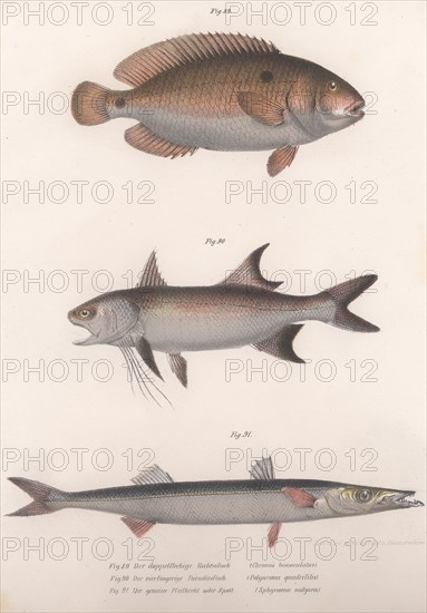 Two-spot Bimaculus, African Redfin, Common Barracuda, c.1850s. Artist: Unknown.