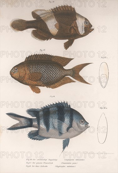 Amphiprion bifasciatus. Pomacentris pavo. Glyphisodo, c.1850s. Artist: Unknown.