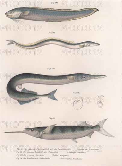 Common snake fish. Common sand eel. Common Hornhecht. Brazilian halfbeak, c.1850s. Artist: Unknown.