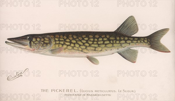 The Pickerel (Lucius Reticulatus. Le Sueur.), c.1920s. Artist: Unknown