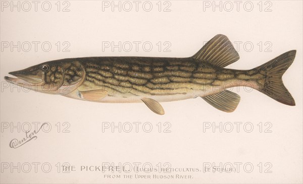 The Pickerel (Lucius Reticulatus. Le Sueur), c.1920s. Artist: Unknown