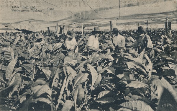 Tabaco bajo toldo. Shade grown Tobacco - Cuba, c1900. Artist: Unknown