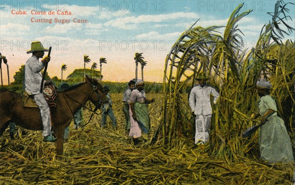 Cuba: Corte de Cana. Cutting Sugar Cane, c1910. Artist: Unknown