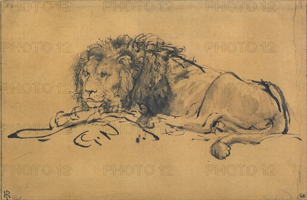 Lion Resting, Turned to the Left, c1650. Artist: Rembrandt Harmensz van Rijn