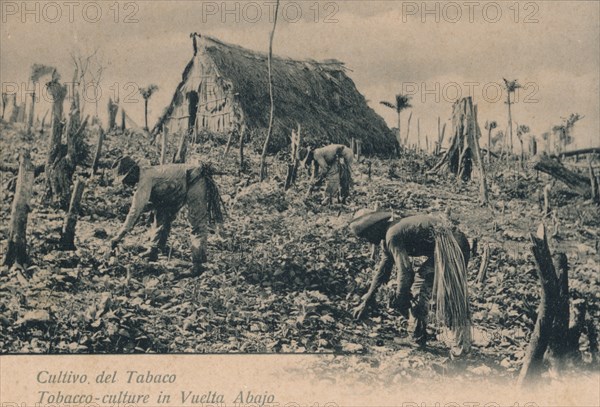 Cultivo del Tabaco. Tobacco-culture in Vuelta Abajo, c1900. Artist: Unknown