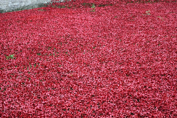 'Blood Swept Lands and Seas of Red', Tower of London, 2014.  Artist: Sheldon Marshall