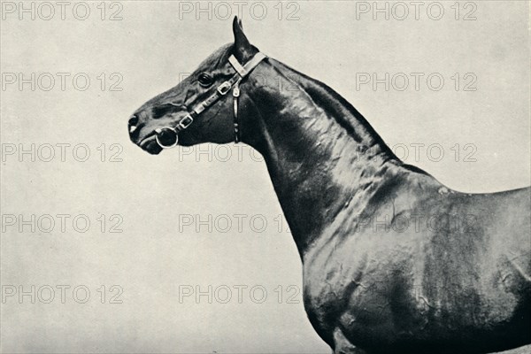 The head of thoroughbred racehorse, Radium, c1910. Artist: Unknown