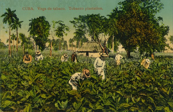 Cuba. Vega de tabaco. Tobacco plantation, c1920s. Artist: Unknown