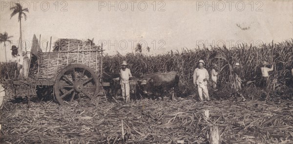 Corte de Canna. - Gathering Sugarcane. Cuba, c1900. Artist: Unknown