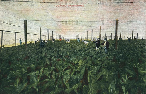 Tobacco Gathering, 1900. Artist: Unknown