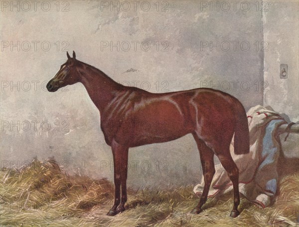 Hermit: winner of the Derby Stakes at Epsom, 1867, (1903). Artist: William Summers