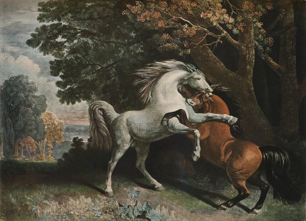 Horses Fighting, c18th century, (1902). Artist: George Townley Stubbs