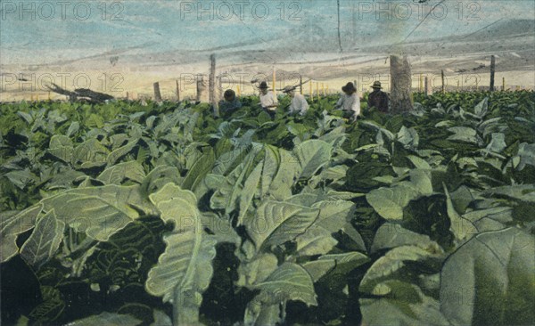 Growing Tobacco, Cuba, 1909. Artist: Unknown