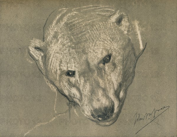 'Study of a Polar Bear's Head', c1901. Artist: John MacAllan Swan.