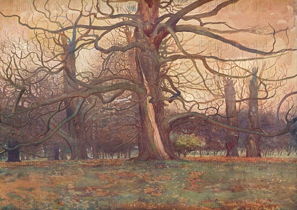 'Study of an Oak Tree', c1878 (1903-1904). Artist: George Wilson.