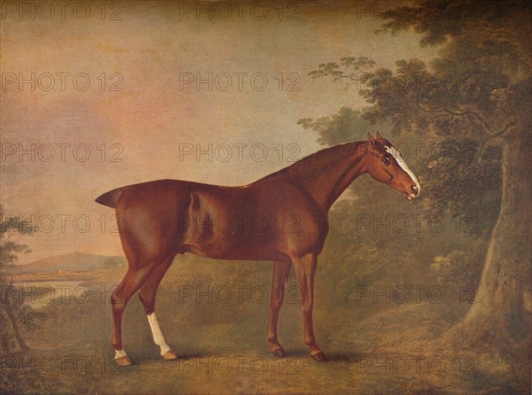 'A Dark Chestnut', 1788. Artists: John Boultbee, Unknown.
