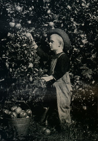 'In One Of Ontaario's Fruitful Orchards', c1934. Artist: Unknown.
