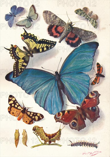 'Example of Colour Block Illustration for Scientific Work', c1903.