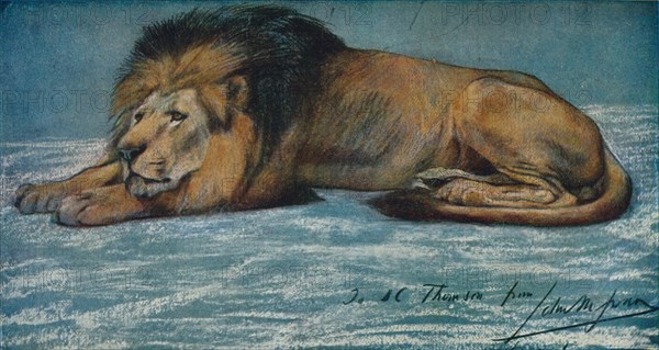 'Pastel Study of a Lion', c1900. Artist: John MacAllan Swan.