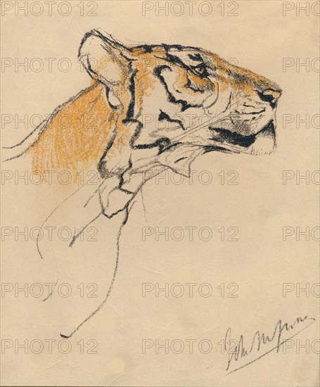 'Head of a Tiger', c1910. Artist: John MacAllan Swan.