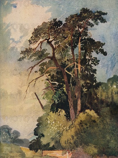 'Study of Trees', c1880. Artist: Alfred William Rich.