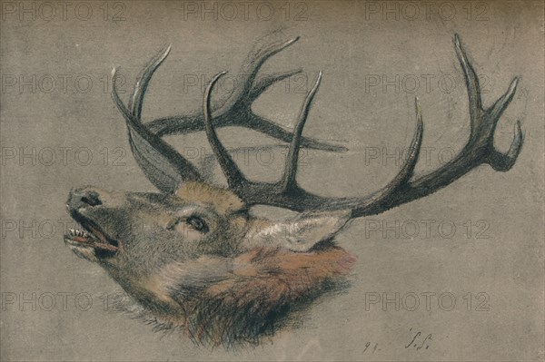 'Study of a Stag's Head', c1901. Artist: John Sydney Steel.
