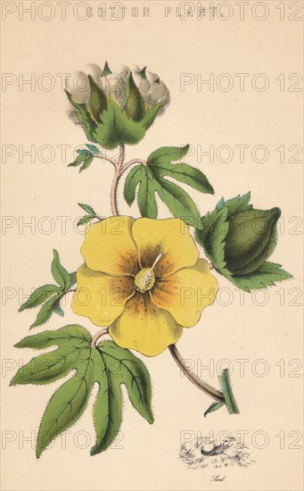 'Cotton Plant', c19th century. Artist: Unknown.