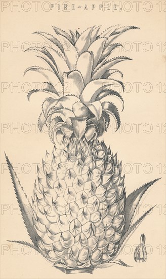 'Pine-Apple', c19th century. Artist: Unknown.