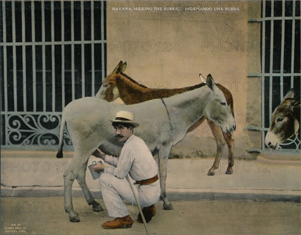 Milking donkeys, Havana, Cuba, c1920. Artist: Unknown.