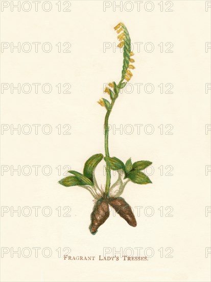 'Fragrant Lady's Tresses', c1891, (1891). Artist: Anne Pratt.