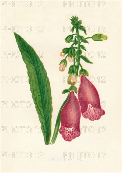 'Purple Foxglove', c1891, (1891). Artist: Anne Pratt.