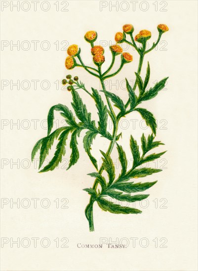 'Common Tansy', c1891, (1891). Artist: Anne Pratt.