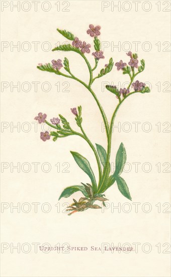 'Upright Spiked Sea Lavender', c1891, (1891). Artist: Anne Pratt.