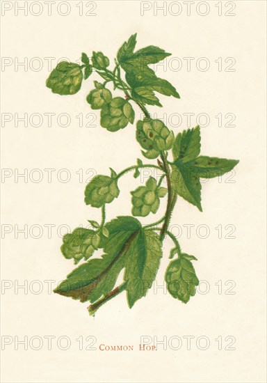 'Common Hop', c1891, (1891). Artist: Anne Pratt.