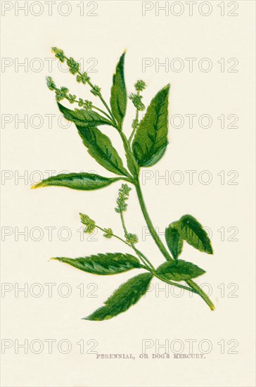 'Perennial, or Dog's Mercury', c1891, (1891). Artist: Anne Pratt.