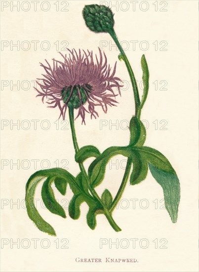 'Greater Knapweed', c1891, (1891). Artist: Anne Pratt.