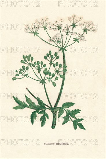 'Common Hemlock', c1891, (1891). Artist: Anne Pratt.