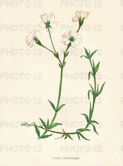 'Field Chickweed', c1891, (1891). Artist: Anne Pratt.