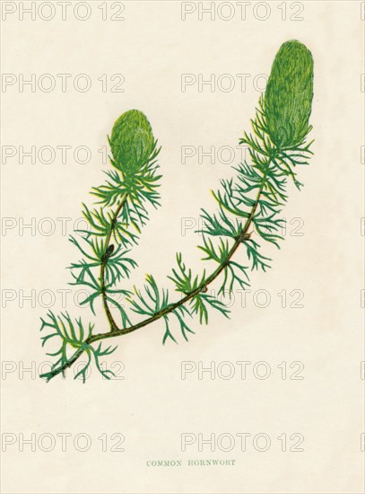 'Common Hornwort', c1891, (1891). Artist: Anne Pratt.