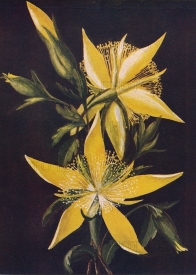 'Blazing Star', c1915, (1915). Artist: Emma Graham Clock.