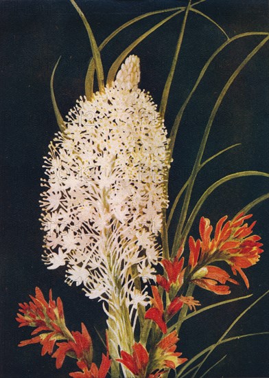 'Squaw Grass and Scarlet Paint Brush',  c1915, (1915). Artist: Emma Graham Clock.