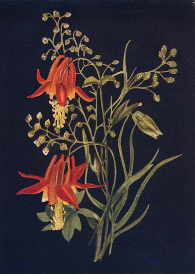 'Columbine',  c1915, (1915). Artist: Emma Graham Clock.