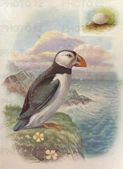 'Puffin - Frater'cula arc'tica', c1910, (1910). Artist: George James Rankin.