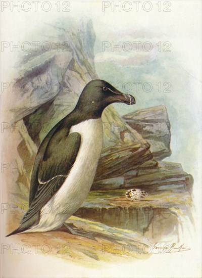 'Razorbill - Al'ca tor'da', c1910, (1910). Artist: George James Rankin.