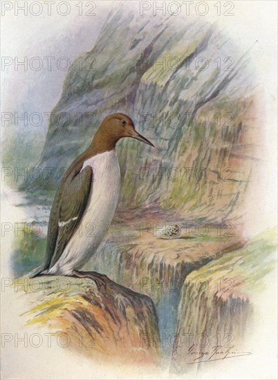 'Guillemot - U'ria troi'le', c1910, (1910). Artist: George James Rankin.