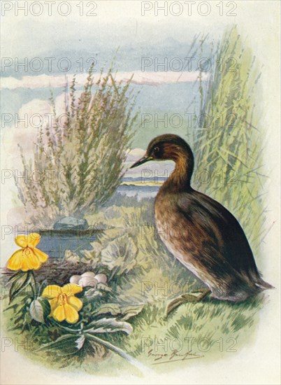 'Little Grebe or Dabchick - Podic'ipes fluvia'tilis', c1910, (1910). Artist: George James Rankin.