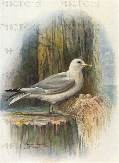 'Kittiwake - Ris'sa tridac'tyla', c1910, (1910). Artist: George James Rankin.