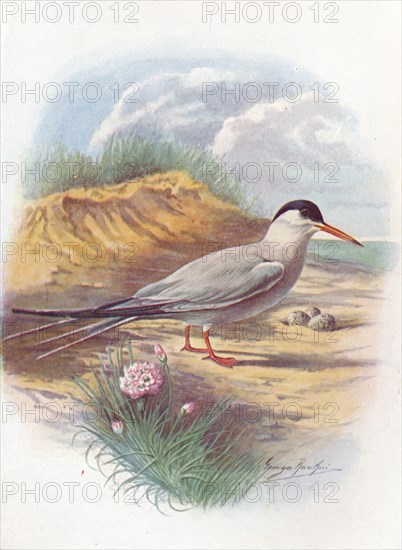 'Common Tern - Stern'a fluvia'tilis', c1910, (1910). Artist: George James Rankin.